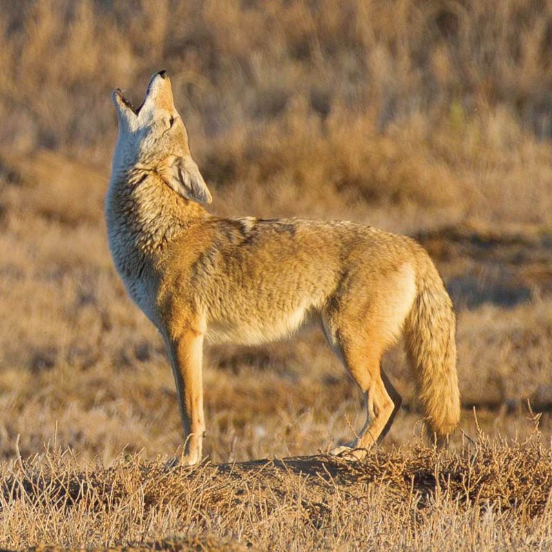cunning coyote