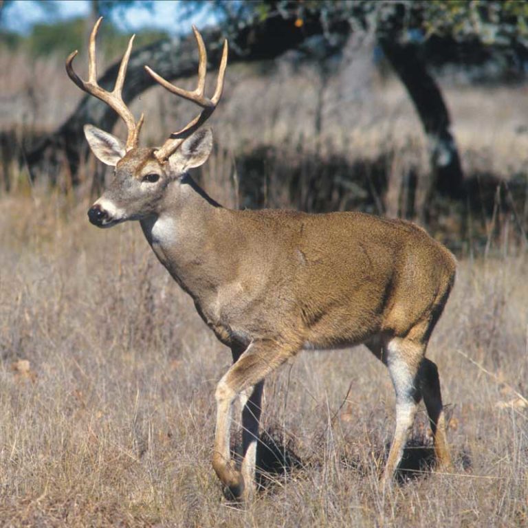 In the Rut | White Tail Deer Mating Season