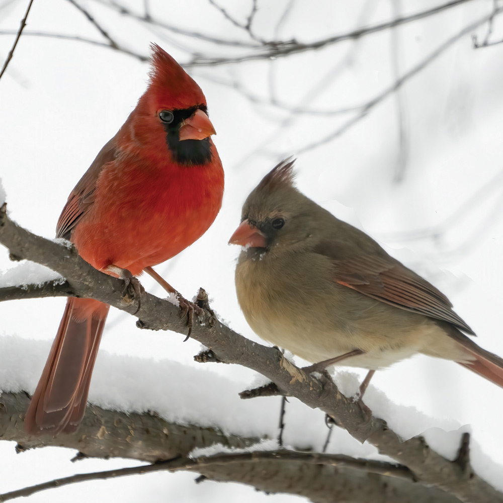 Northern Cardinals | A Pretty Red Pair | WI Dept. of Natural Resources