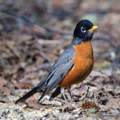 Cheerily, Cheer Up: The American Robin Greets the Day