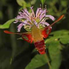 A Summer Mystery: The Hummingbird Clearwing Moth in Wisconsin